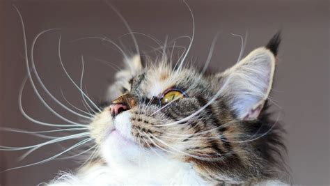 The Metaphysical Properties of Cat Whiskers: A Comprehensive Study